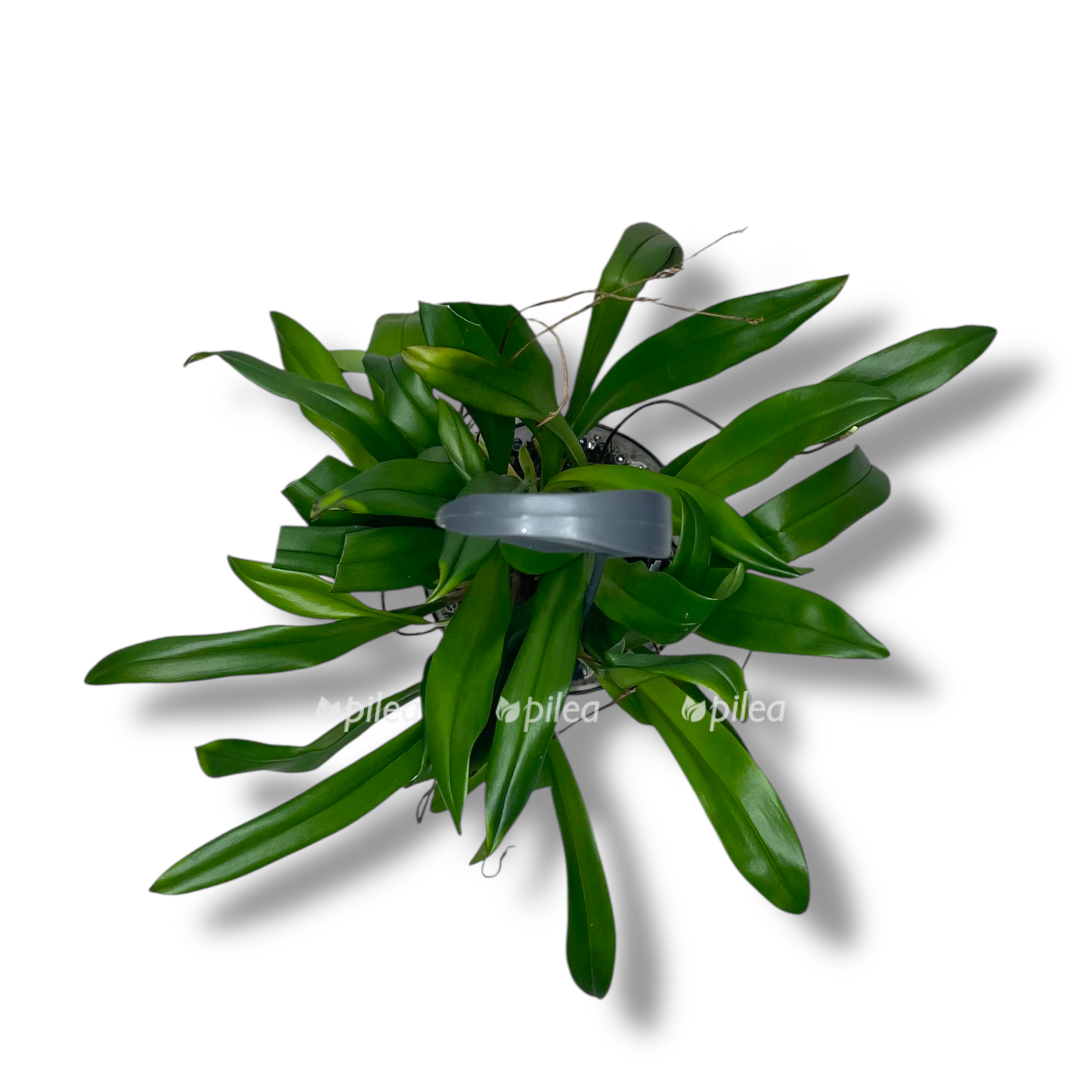 orhideya drakula simiya