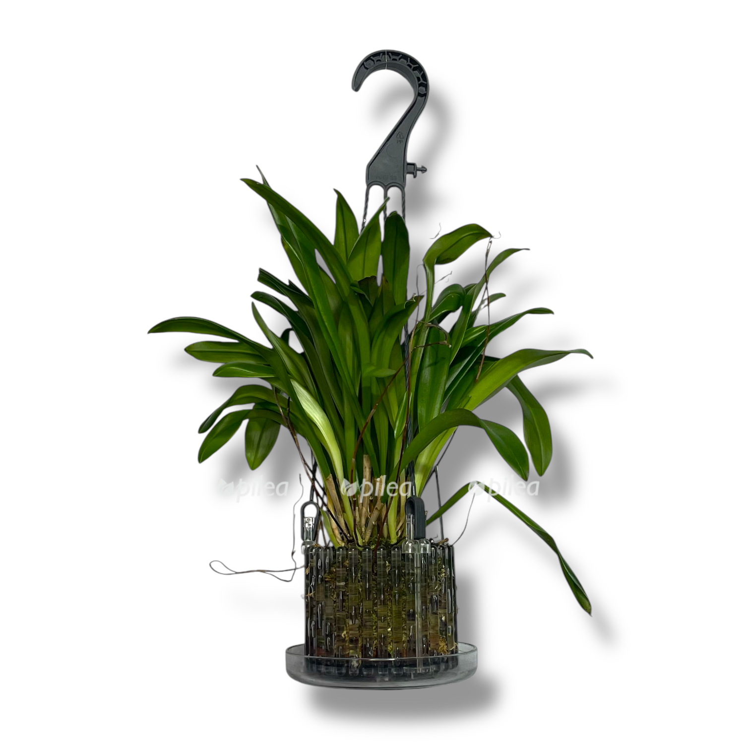 orhideya drakula simiya