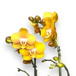 orhideya falenopsis las vegas