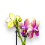 orhideya falenopsis liodoro parfyum 2 e1701357932794