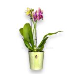 orhideya falenopsis liodoro parfyum e1701357949649