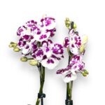 orhideya falenopsis marakesh big lip 1
