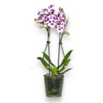 orhideya falenopsis marakesh big lip
