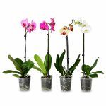 orhideya falenopsis miks 1 stvol