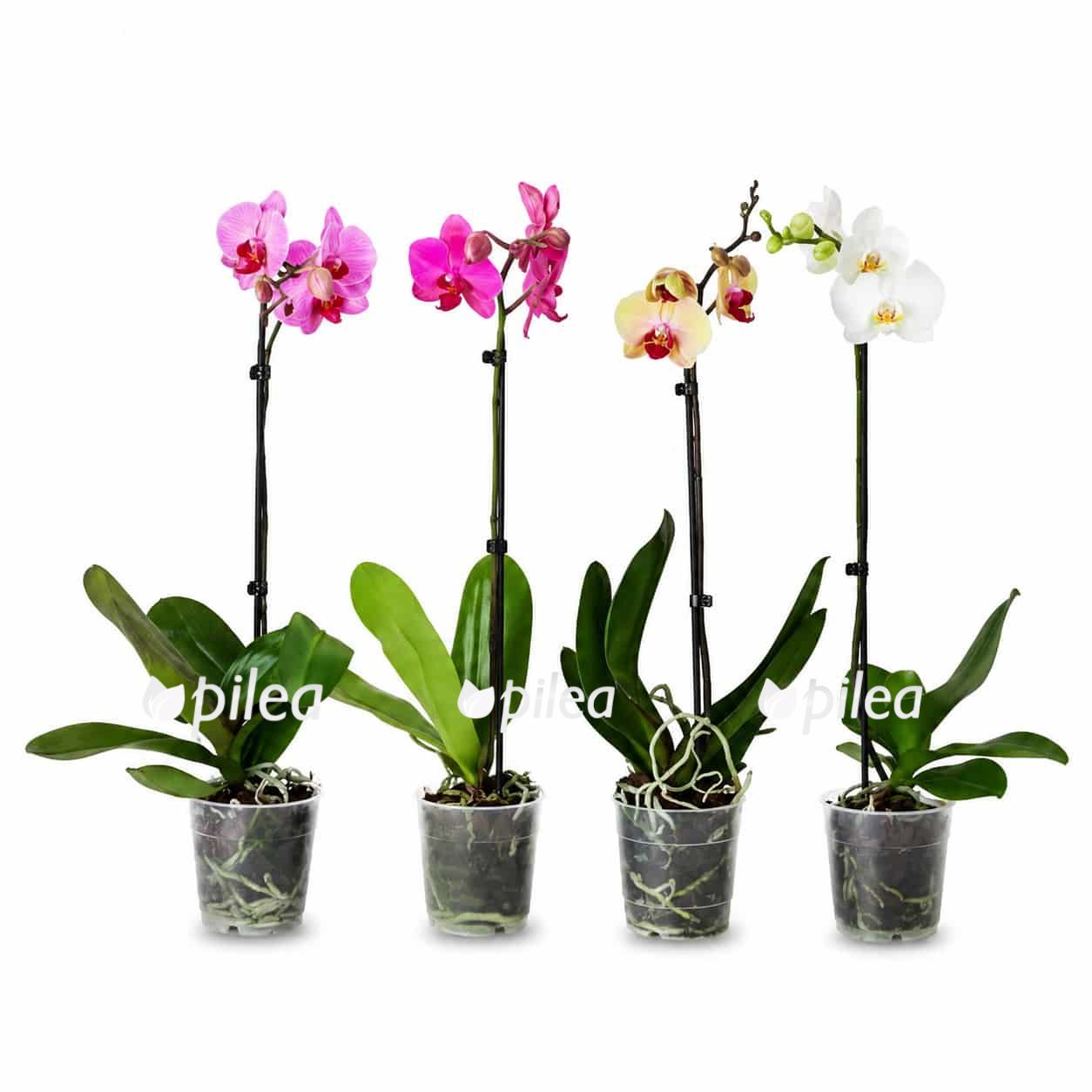orhideya falenopsis miks 1 stvol