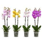 orhideya falenopsis miks 2 stvola