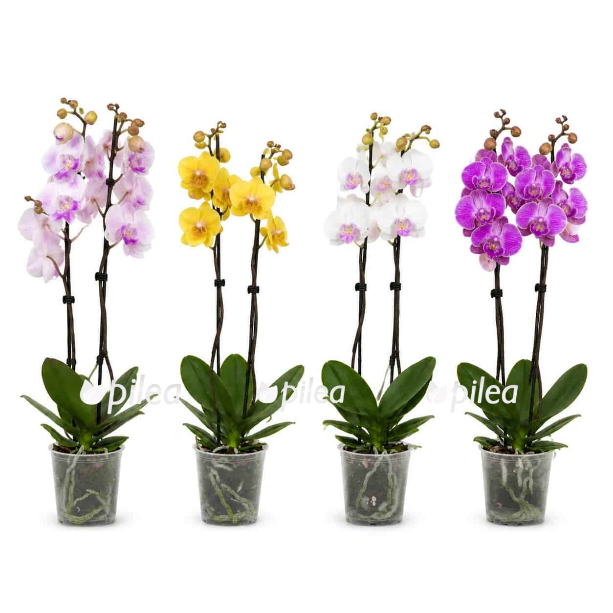 orhideya falenopsis miks 2 stvola