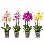 orhideya falenopsis miks 3 stola
