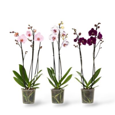 orhideya falenopsis miks 3 stvola e1744001394243