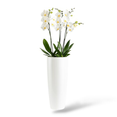 orhideya falenopsis v kashpo rondo e1744012997697