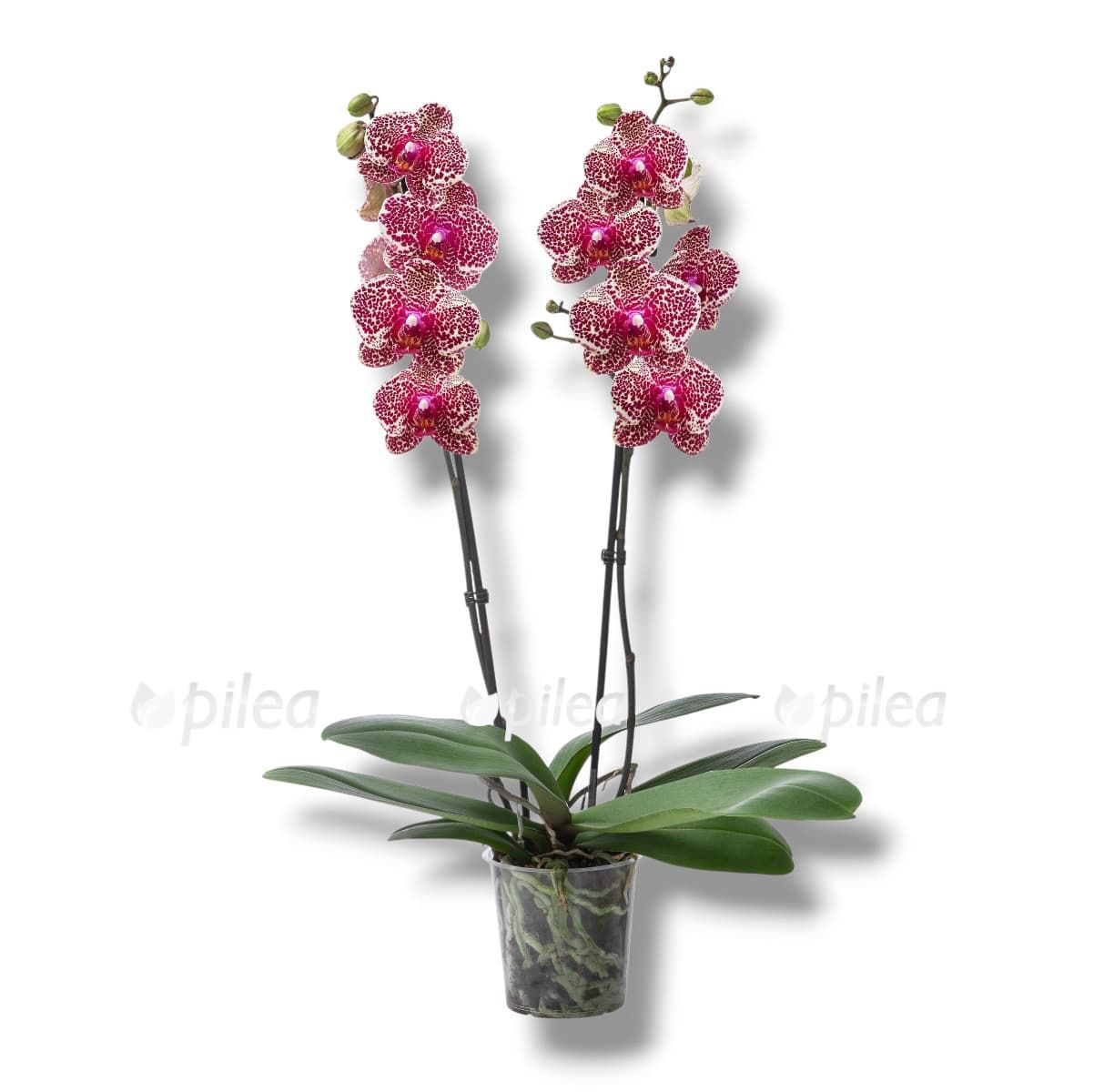 orhideya falenopsis