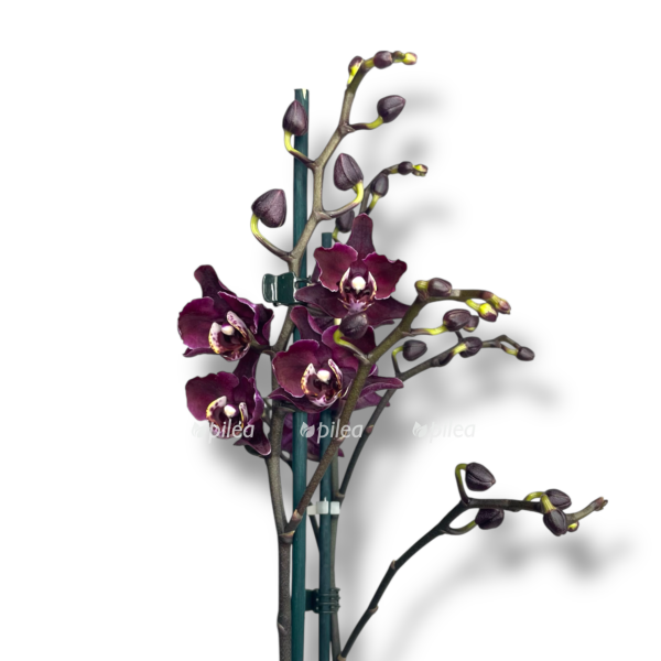 orhideya fvlenopsis blek katrina e1755016904169