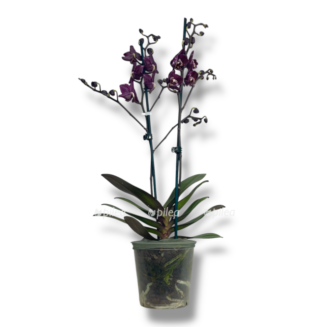 orhideya fvlenopsis blek katrina e1755016913333