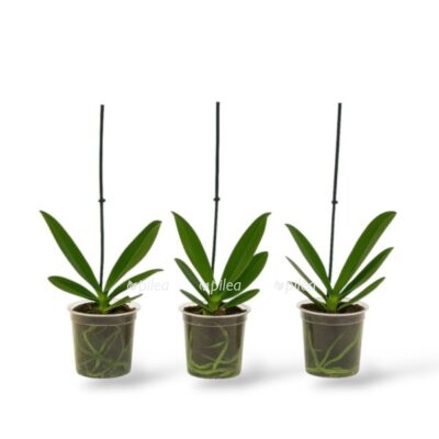 orhideya miks otcvetaet e1744012312895