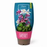 Орхидея садовая купить