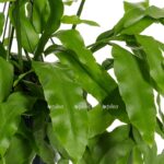 oxypetalum
