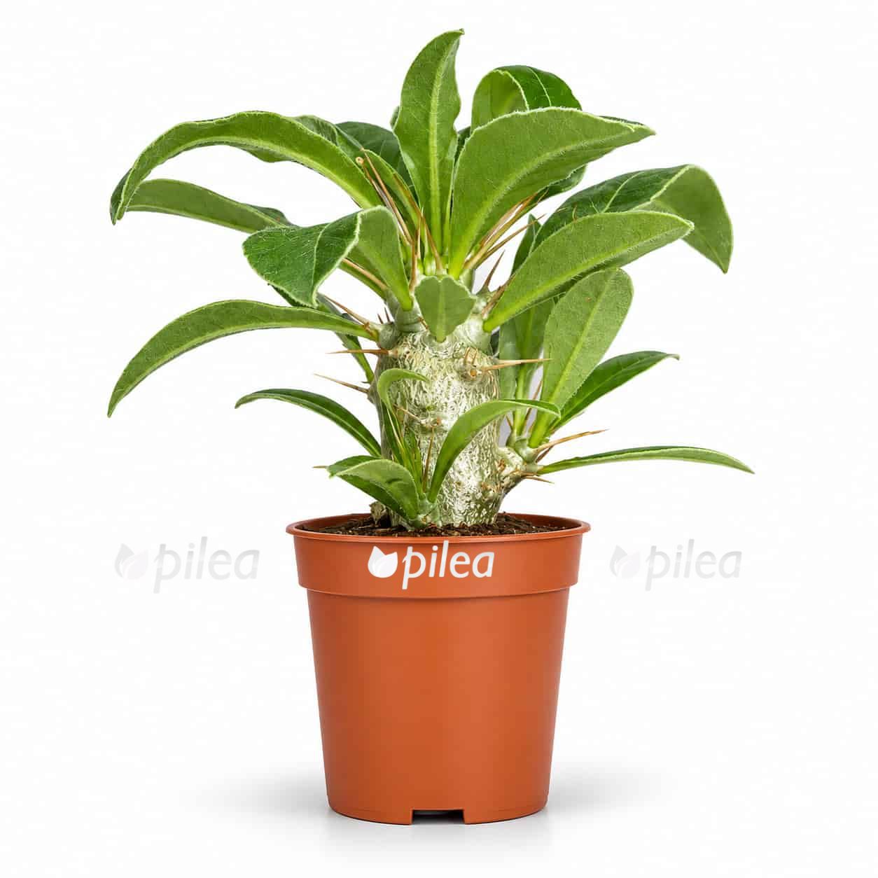 pachypodium saundersii