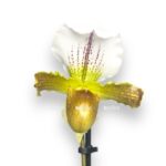 pafiopedilum miks e1729786618231