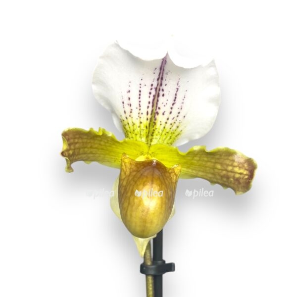pafiopedilum miks e1729786618231
