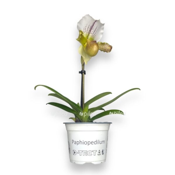 pafiopedilum miks e1729786625222
