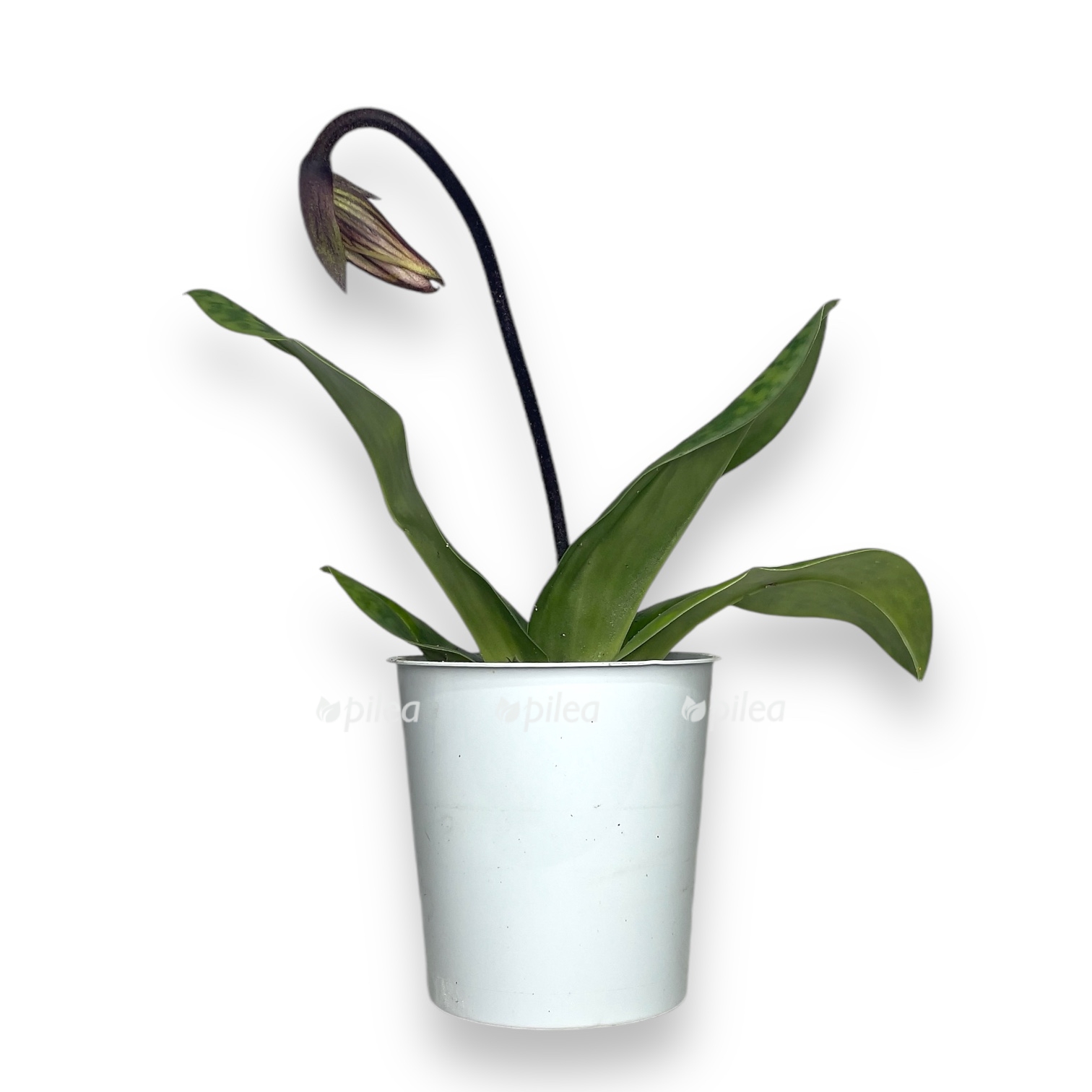 pafiopedilum vinikolor