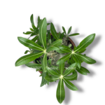 pahipodium densiflorum