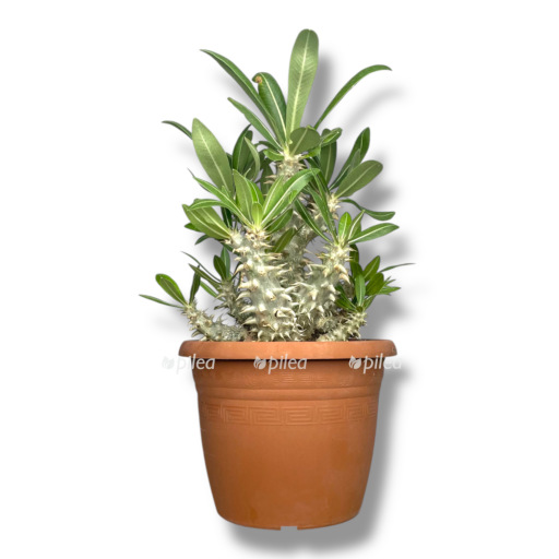 pahipodium densiflorum e1768036978701