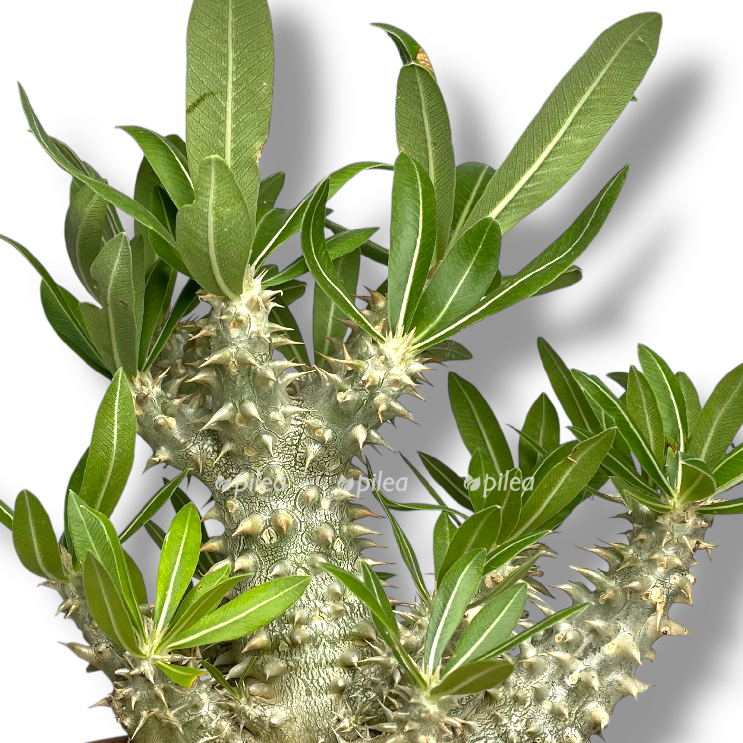 pahipodium densiflorum.