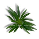 pahipodium lameri d6