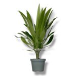 pahipodium lameri d6