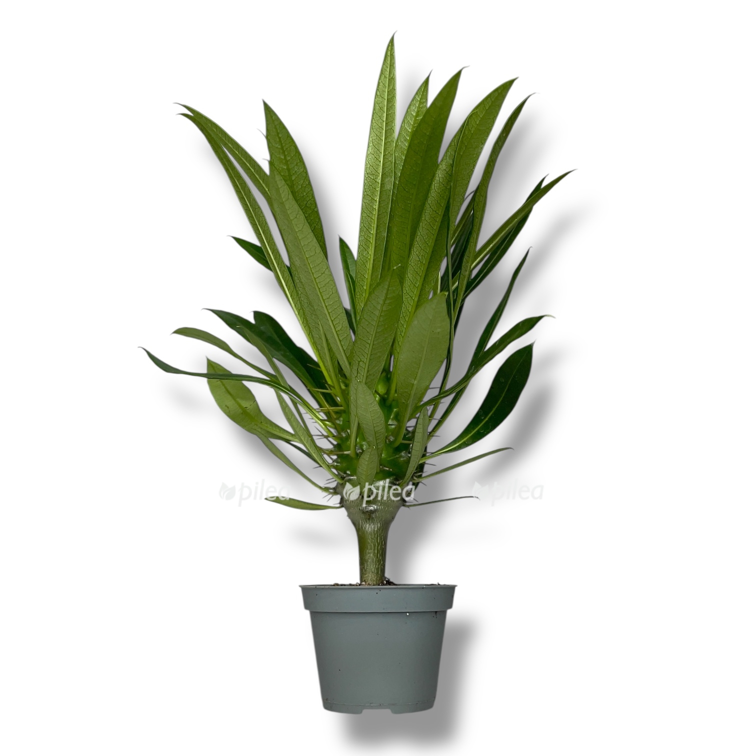 pahipodium lameri d6