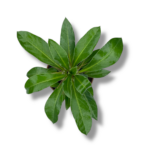 pahipodium sondersa