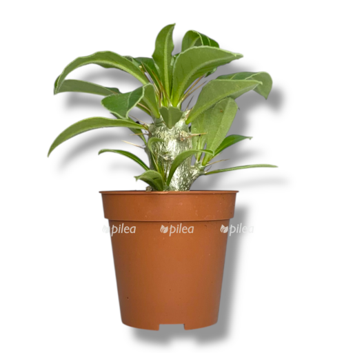 pahipodium sondersa e1769974761615