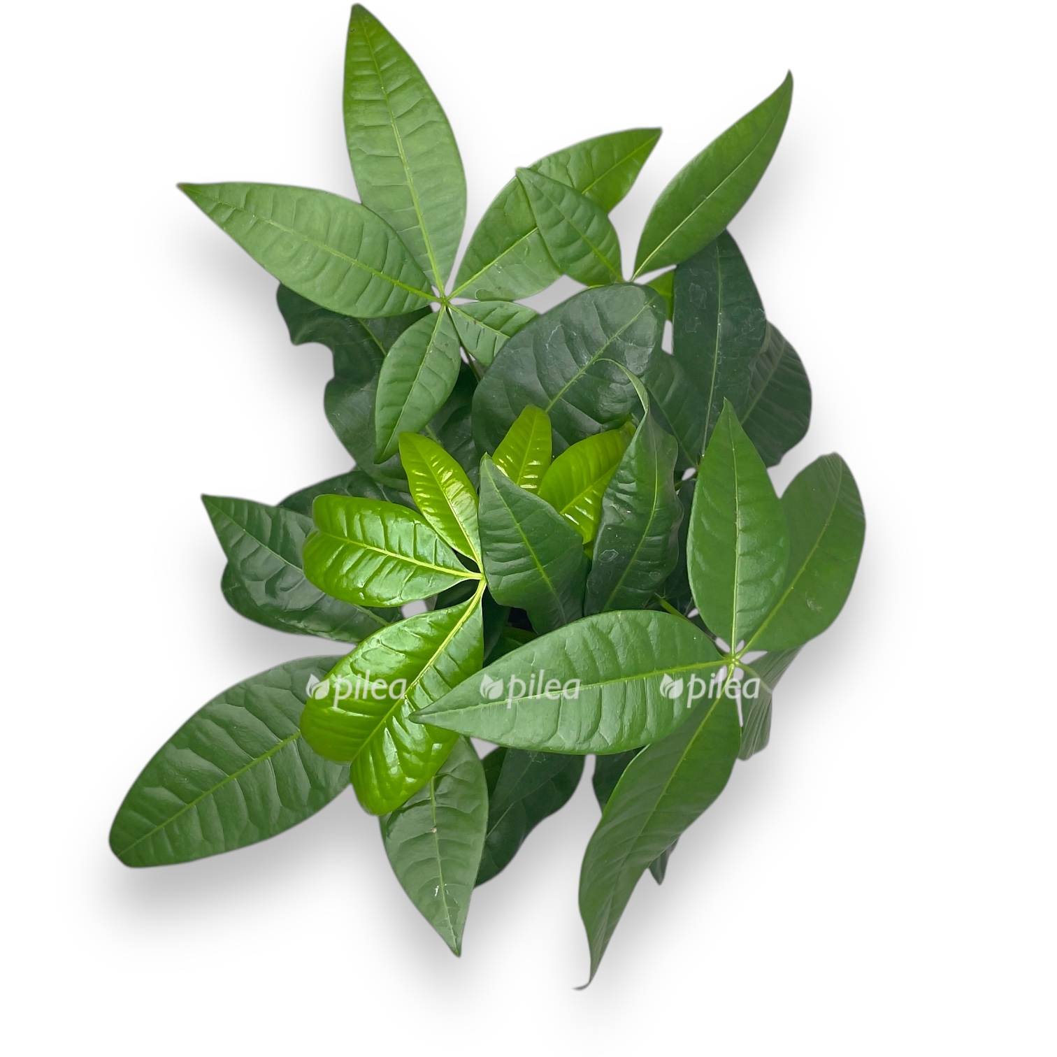 pahira akvatika baobab