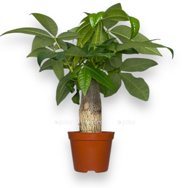 pahira akvatika baobab e1740301695661