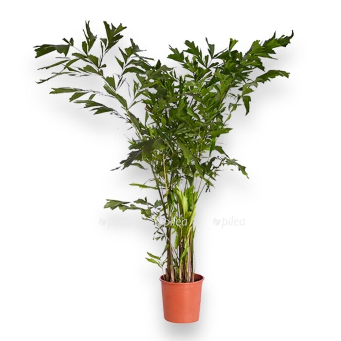 palma kariota e1716925489968