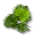 palma livistona rotundifoliya