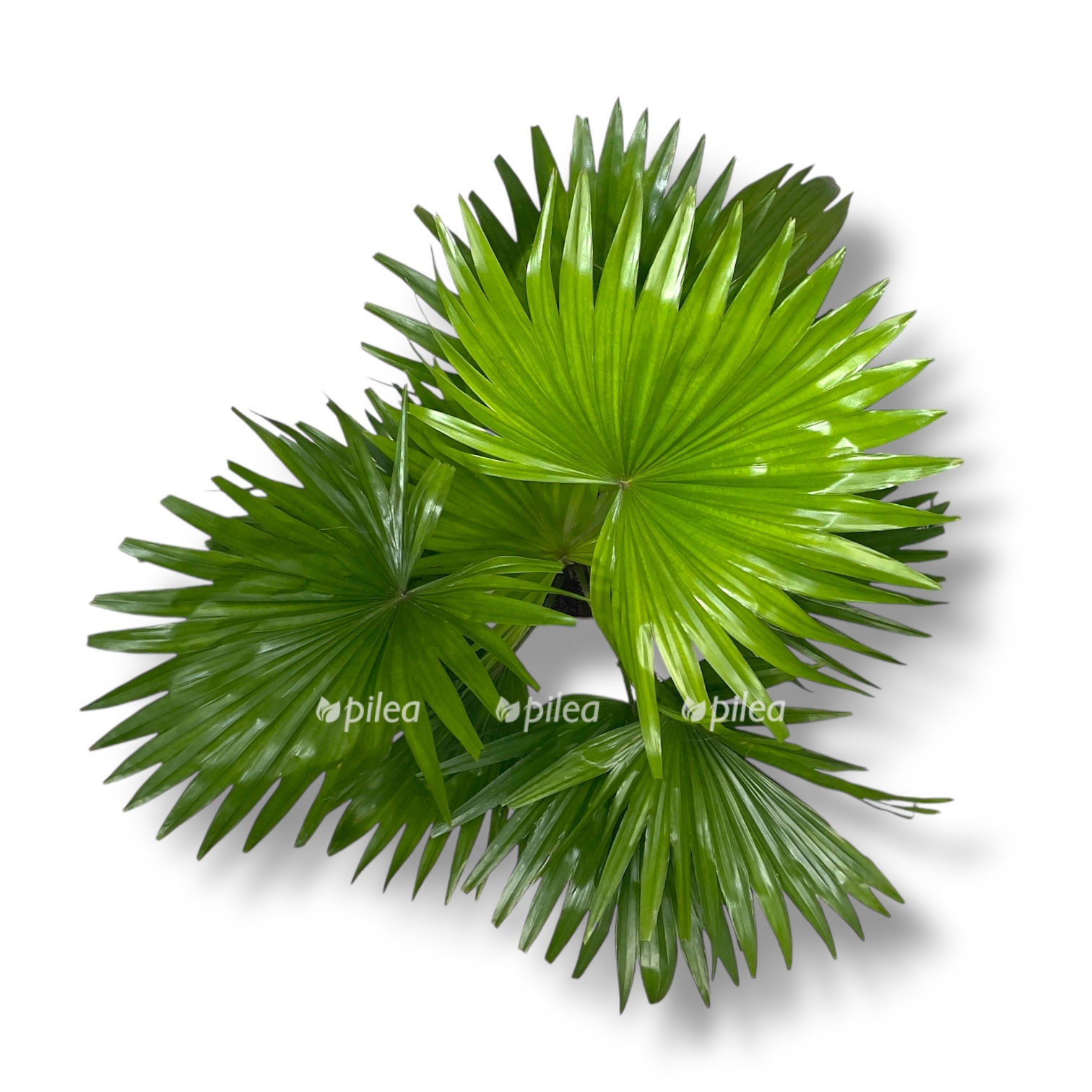 palma livistona rotundifoliya