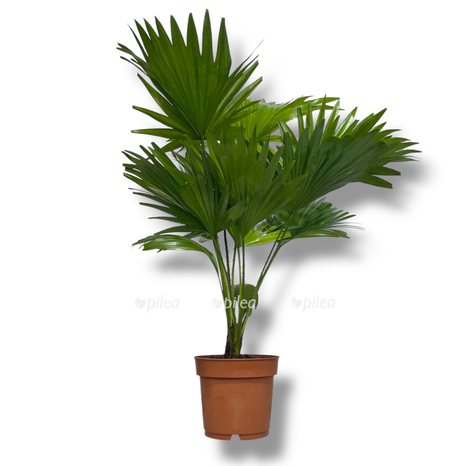 palma livistona rotundifoliya