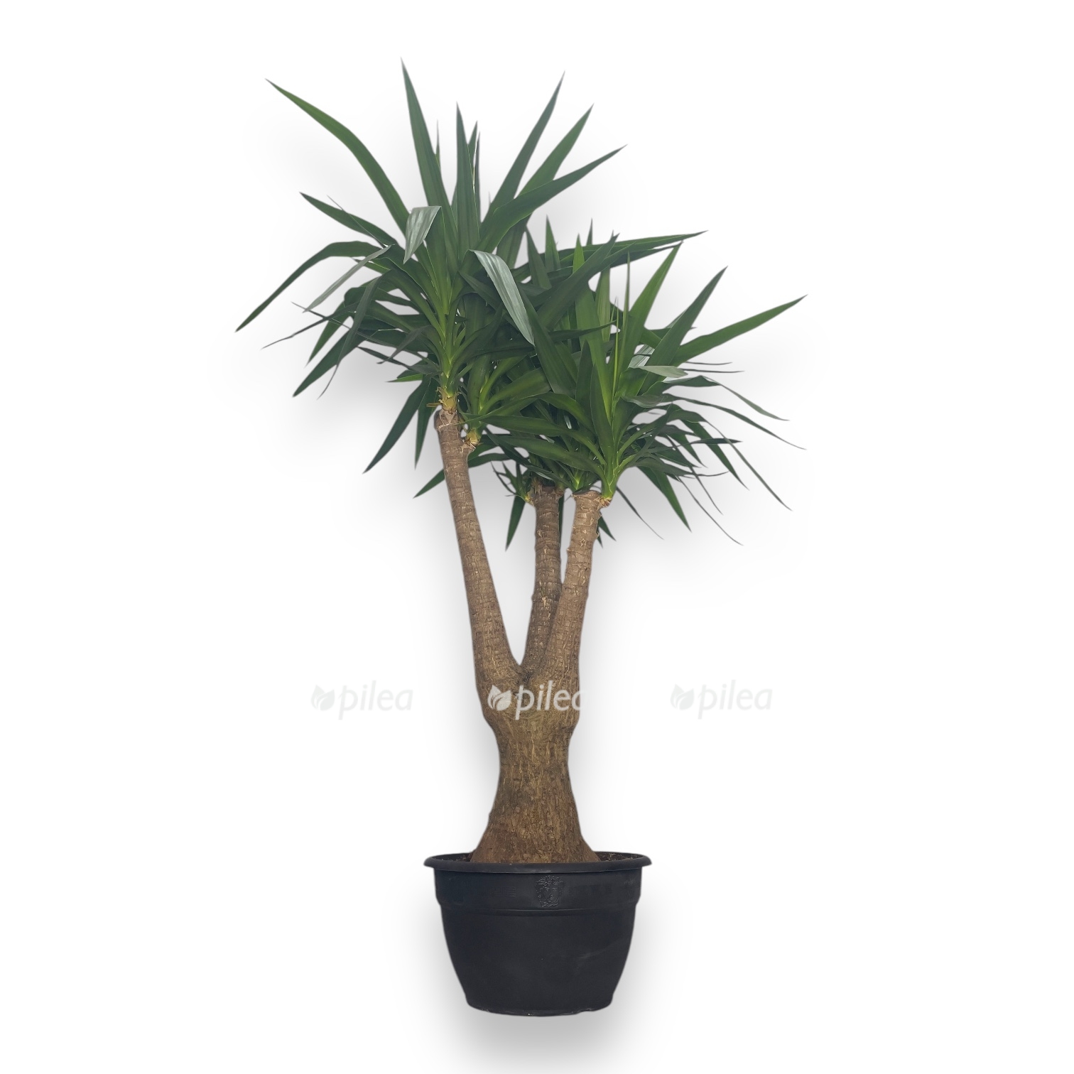 palma yukka branch 1