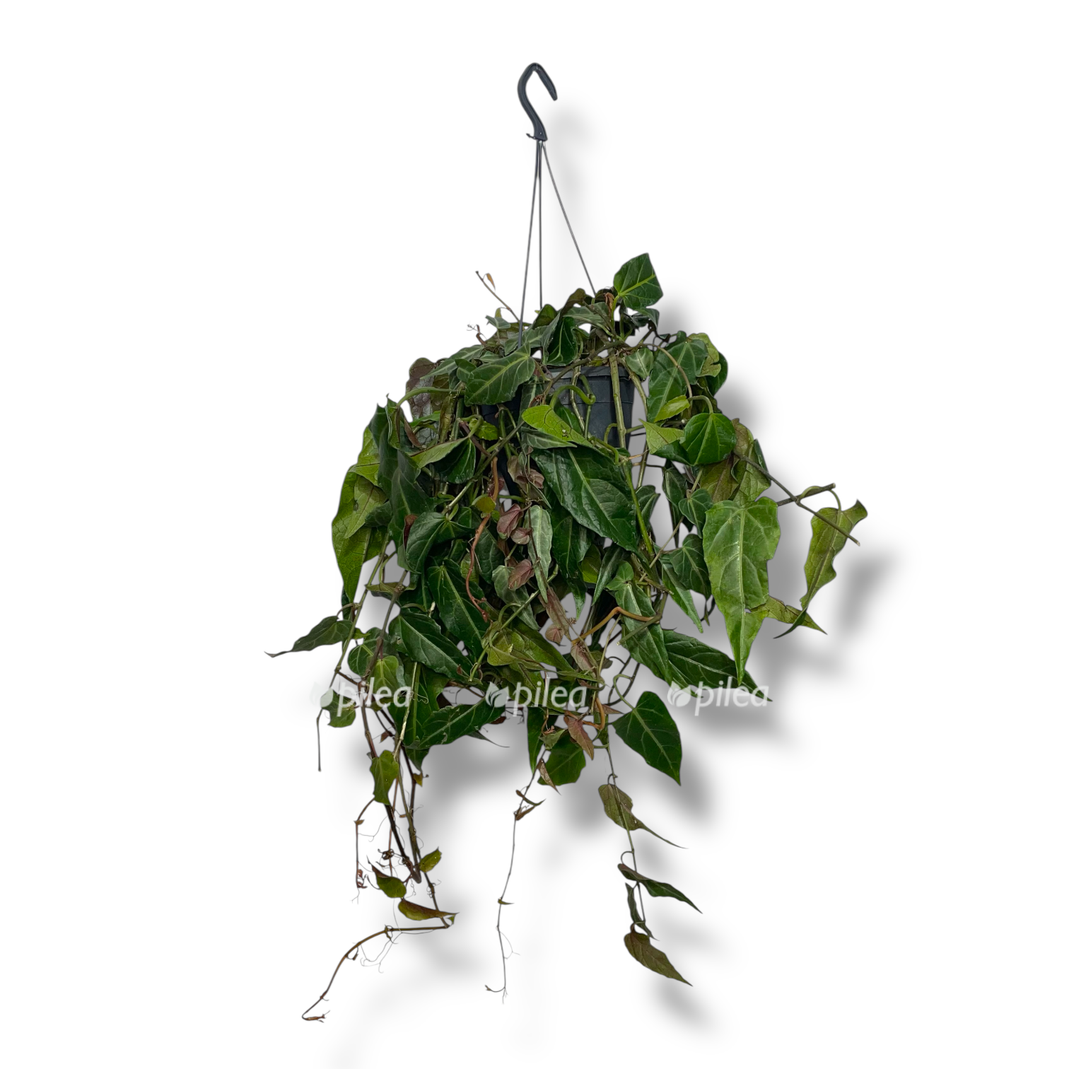 partenocissus amazonika