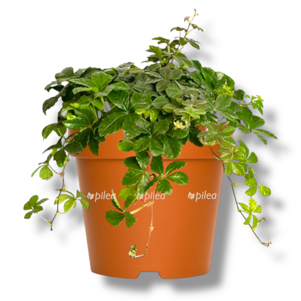 partenocissus inserta striata e1763276347449