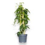 passiflora miks