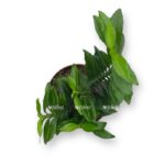 pedilantus titimaloides 8 25 e1699368717904