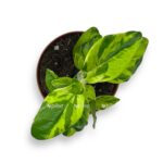 pedilantus titimaloides splesh