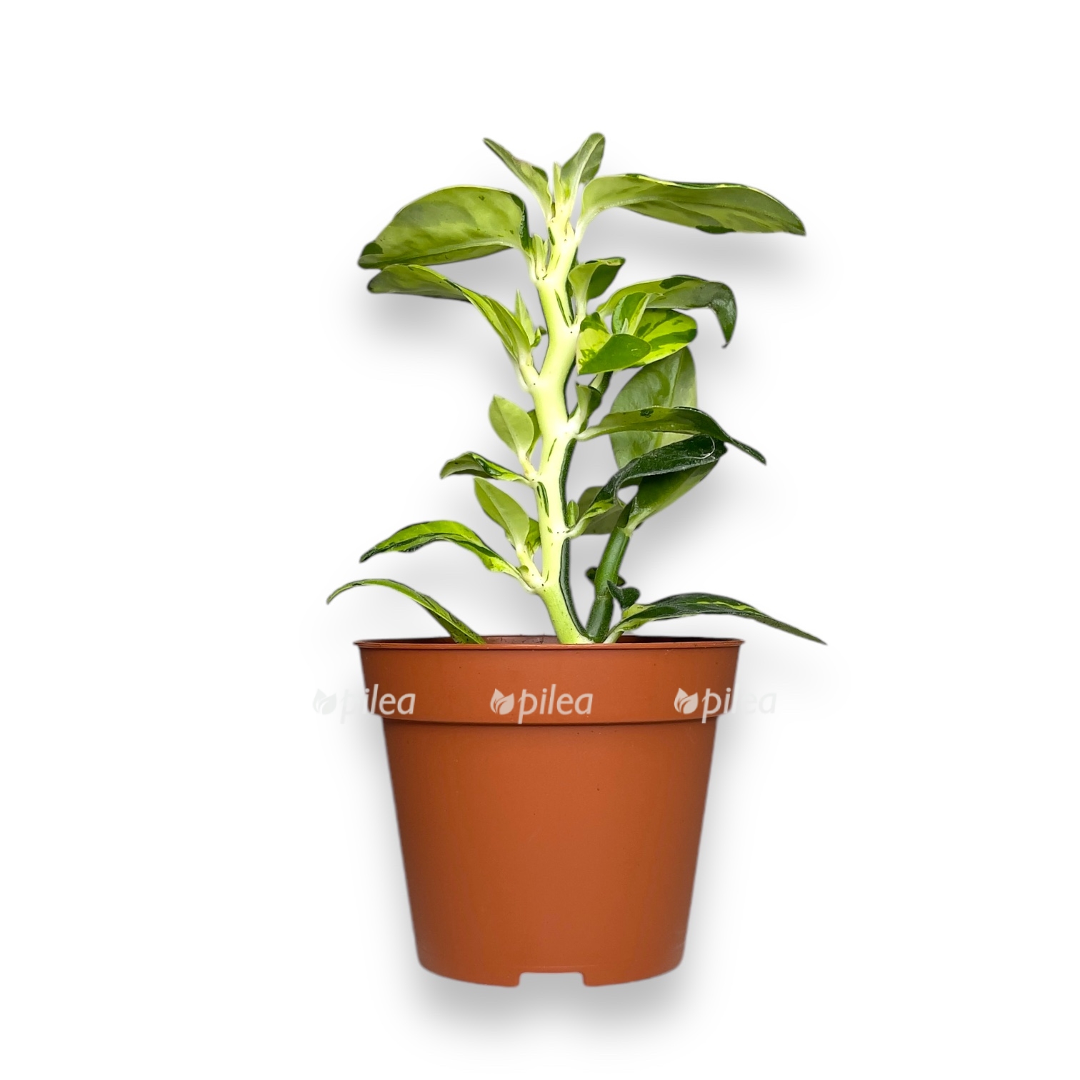 pedilantus-titimaloides-splesh.jpeg pedilantus titimaloides splesh