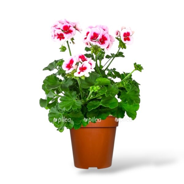 pelargoniya grandiflorum miks e1743918216720