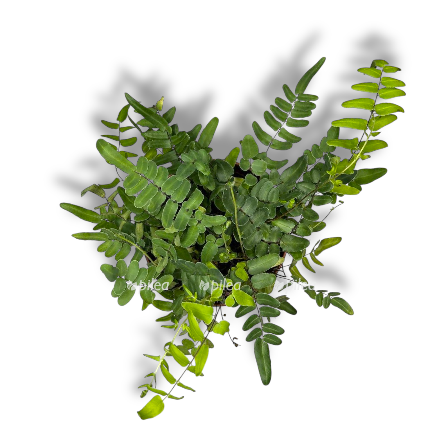 pelleya atropurpurea