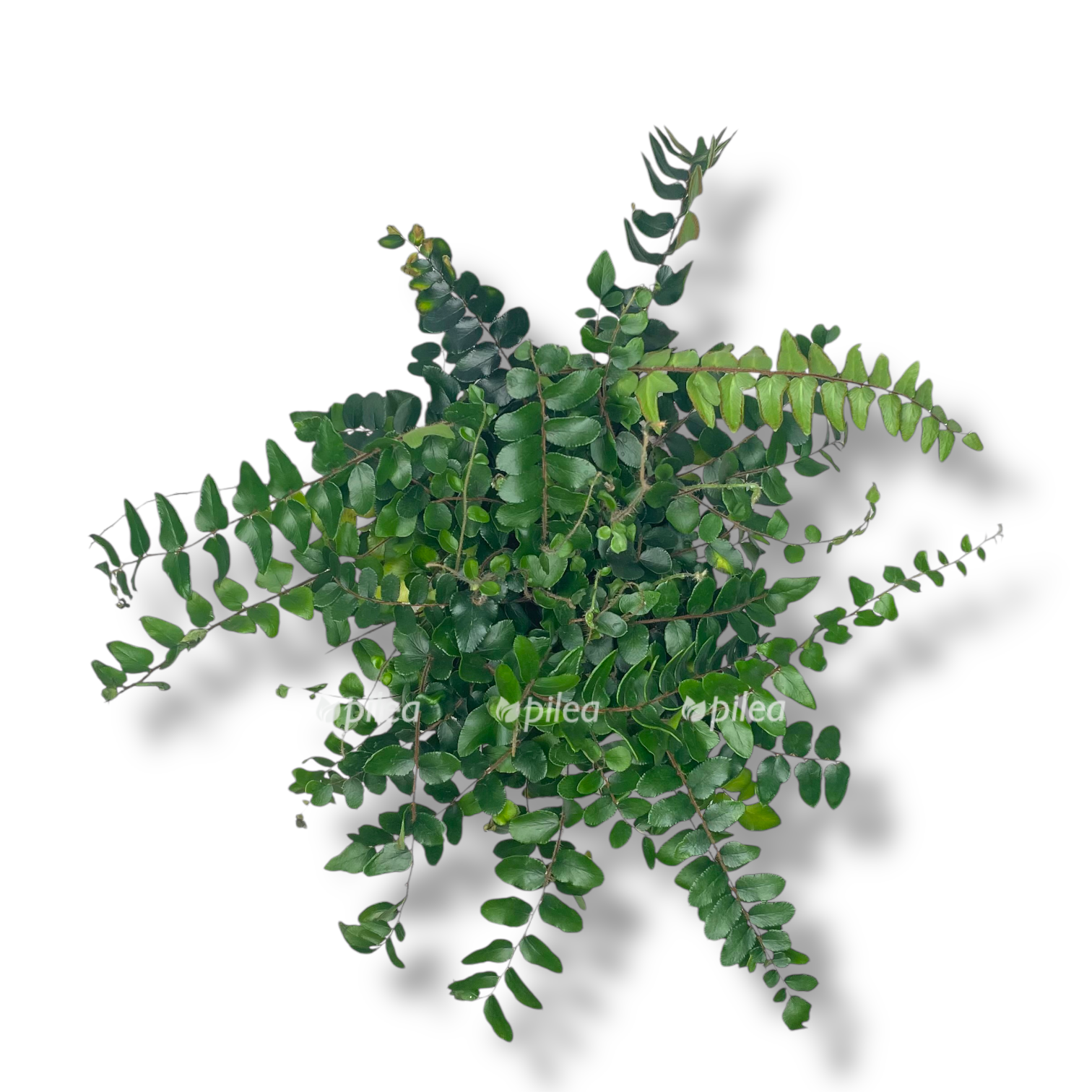 pelleya rotundifoliya