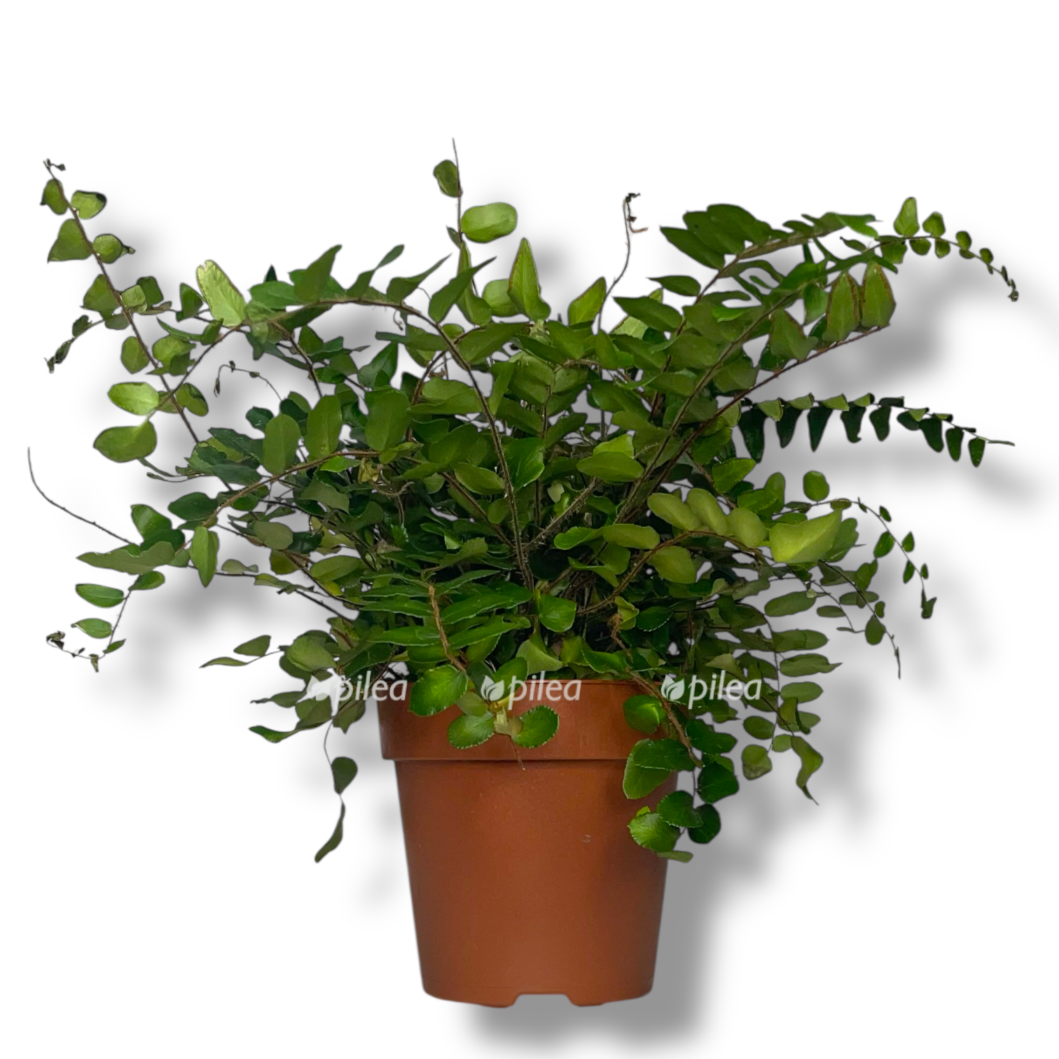 pelleya rotundifoliya